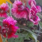 Dianthus chinensis Cvet