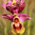 Ophrys tenthredinifera Цвят
