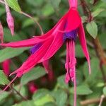 Fuchsia magellanica Kwiat