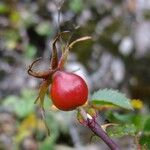 Rosa seraphinii Mosusu