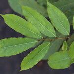 Craibia grandiflora Φύλλο