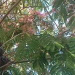 Albizia julibrissinFlor