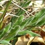 Lepidium hirtum Hostoa