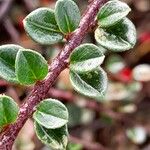 Cotoneaster horizontalis Levél