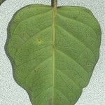 Parsonsia macrophylla 葉