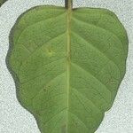 Parsonsia macrophylla Лист