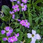 Malcolmia maritima ഇല
