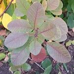 Cotinus obovatus Leaf