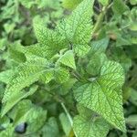 Salvia darcyi Hoja