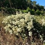 Clematis vitalbaFlower