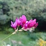 Ixia maculata Flower