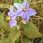 Solanum elaeagnifolium Flower