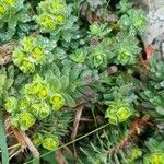 Euphorbia portlandica Natur