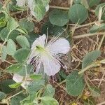 Capparis spinosaBlüte