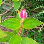 Pleroma urvilleanum Fleur