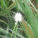 Cyperus sesquiflorus Flower