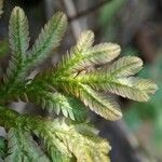 Selaginella concinna Hoja