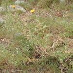 Carlina hispanica Habitatea