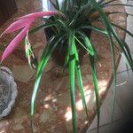 Billbergia nutans Blatt