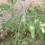 Sisymbrium orientale Folha