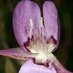 Calochortus longibarbatus Flower