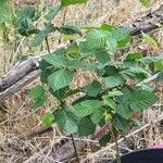 Rubus pruinosus Leaf