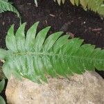 Blechnum