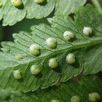 Dryopteris pentheri Blatt