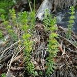Cruciata glabra Flor