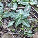 Goodyera oblongifolia عادت