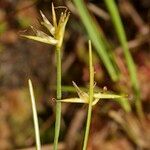 Carex pauciflora Inny