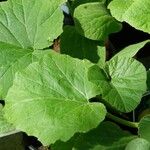 Cucurbita moschata 葉