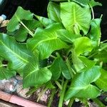 Zantedeschia aethiopica Blad