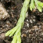Lycopodium × issleri Plod