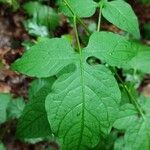 Solanum dulcamara Leaf