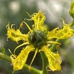 Ruta angustifolia Maua
