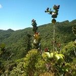 Pancheria ouaiemensis Habitat