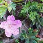 Geranium subargenteum പുഷ്പം