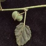 Rhynchosida physocalyx 果實