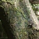 Atractocarpus chartaceus Кора