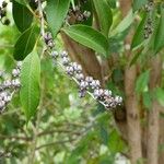 Agarista salicifolia Fruto