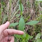 Galeopsis tetrahitഇല