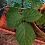 Rubus foliosus Blatt