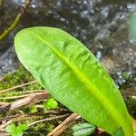 Primula parryi Leaf