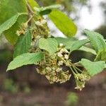 Lippia origanoides Kwiat