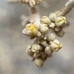 Neochamaelea pulverulenta Flor