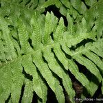 Polypodium californicum Hoja