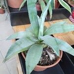 Agave asperrima Habit