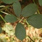 Rubus goniophorus برگ