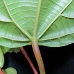 Alchornea latifolia Leaf